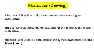 • Mechanical digestion in the mouth results from chewing, or
mastication
• food is manipulated by the tongue, ground by the teeth, and mixed
with saliva.
• the food is reduced to a soft, flexible, easily swallowed mass called a
bolus ( lump).
Mastication (Chewing)
 