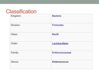 Comprehensive Overview of Enterococcus: Classification, Virulence, and ...
