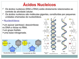 Ácidos Nucleicos
 Os ácidos nucleicos (DNA e RNA) estão diretamente relacionados ao
controle da atividade celular.
 Os ácidos nucleicos são moléculas gigantes, constituídas por pequenas
unidades chamadas de nucleotídeos.
• Nucleotídeos
um açúcar (pentose): desoxirribose
no DNA e ribose no RNA.
um grupo fosfato.
uma base nitrogenada.
• Nucleotídeo de DNA • Nucleotídeo de RNA
 