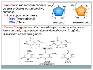 • Pentoses: são monossacarídeos,
ou seja açúcares contendo cinco
carbonos.
• Há dois tipos de pentoses:
• DNA (Desoxirribose)
• RNA (Ribose)
• Bases Nitrogenadas: são moléculas que possuem estrutura em
forma de anel, o qual possui átomos de carbono e nitrogênio.
Classificam-se em dois grupos:
 