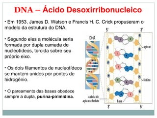 DNA – Ácido Desoxirribonucleico
• Em 1953, James D. Watson e Francis H. C. Crick propuseram o
modelo da estrutura do DNA.
• Segundo eles a molécula seria
formada por dupla camada de
nucleotídeos, torcida sobre seu
próprio eixo.
• Os dois filamentos de nucleotídeos
se mantem unidos por pontes de
hidrogênio.
• O pareamento das bases obedece
sempre a dupla, purina-pirimidina.
 