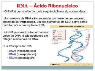 RNA – Ácido Ribonucleico
• O RNA é constituído por uma sequência linear de nucleotídeos.
• As molécula de RNA são produzidas por meio de um processo
chamado de transcrição, um dos filamentos de DNA serve como
padrão para a produção de RNA.
• O RNA produzido não permanece
unido ao DNA, e são pequenos em
relação a molécula de DNA.
• Há três tipos de RNA:
• RNAr (ribossômicos)
• RNAt (transportador)
• RNAm (mensageiro)
 