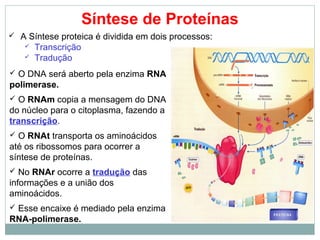 Síntese de Proteínas
 A Síntese proteica é dividida em dois processos:
 Transcrição
 Tradução
 O DNA será aberto pela enzima RNA
polimerase.
 O RNAm copia a mensagem do DNA
do núcleo para o citoplasma, fazendo a
transcrição.
 O RNAt transporta os aminoácidos
até os ribossomos para ocorrer a
síntese de proteínas.
 No RNAr ocorre a tradução das
informações e a união dos
aminoácidos.
 Esse encaixe é mediado pela enzima
RNA-polimerase.
 