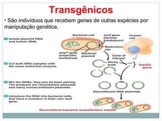 Transgênicos
• São indivíduos que recebem genes de outras espécies por
manipulação genética.
 
