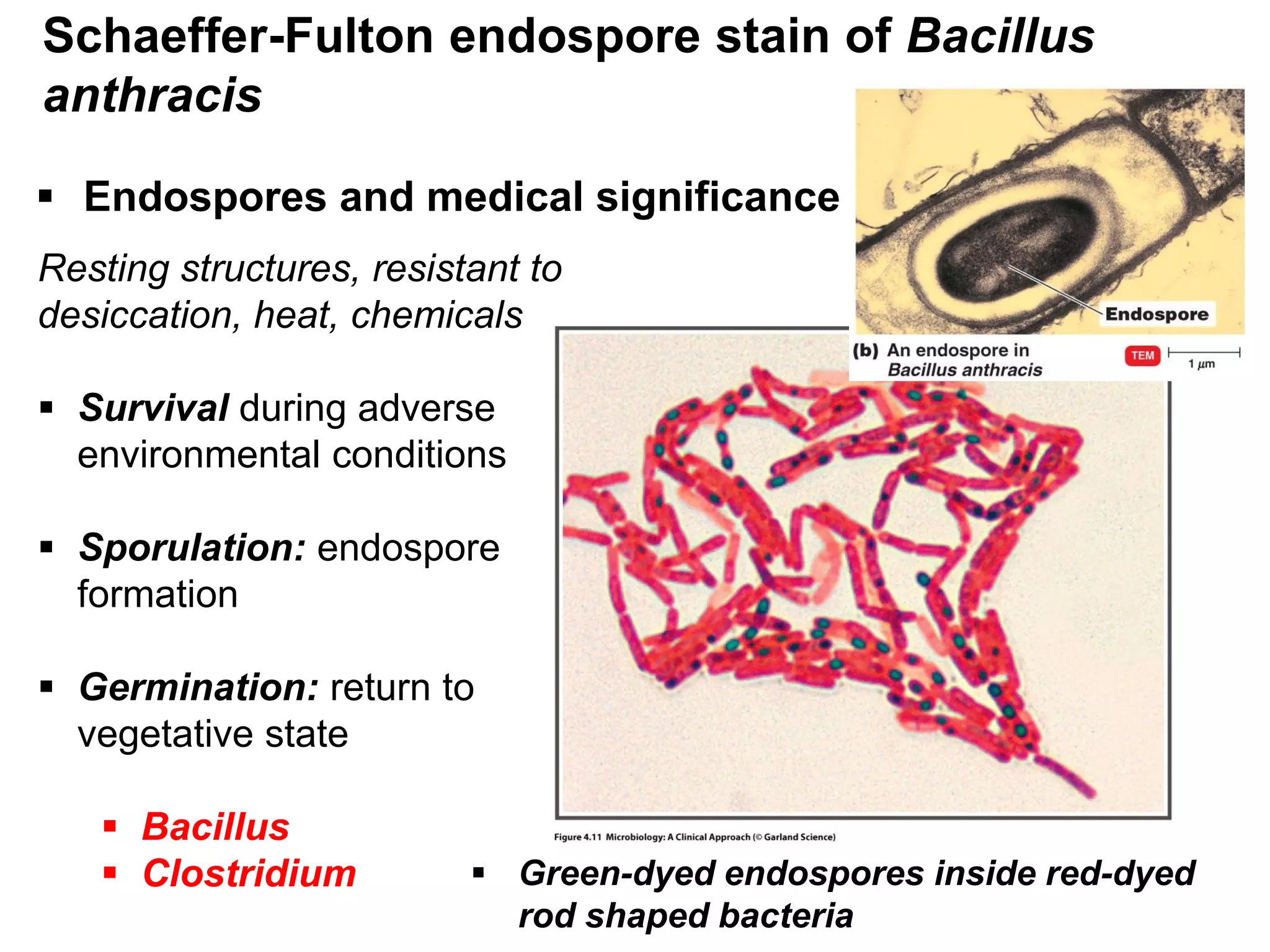 Schaeffer-Fulton endospore stain of Bacillus
anthracis
Resting structures, resistant to
desiccation, heat, chemicals
 Survival during adverse
environmental conditions
 Sporulation: endospore
formation
 Germination: return to
vegetative state
 Bacillus
 Clostridium  Green-dyed endospores inside red-dyed
rod shaped bacteria
 Endospores and medical significance
 