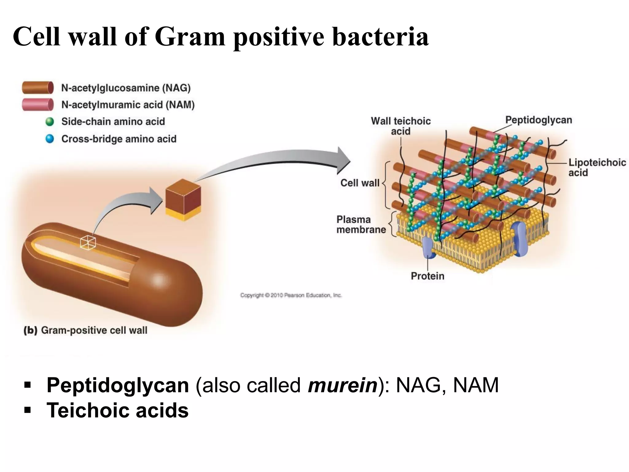 Cell wall of Gram positive bacteria
 Peptidoglycan (also called murein): NAG, NAM
 Teichoic acids
 