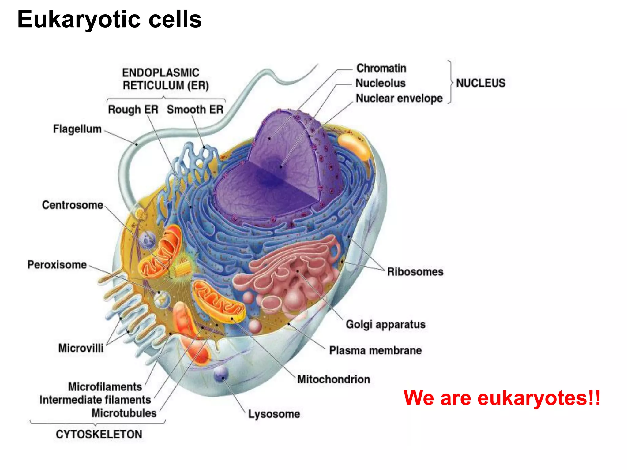 Eukaryotic cells
We are eukaryotes!!
 