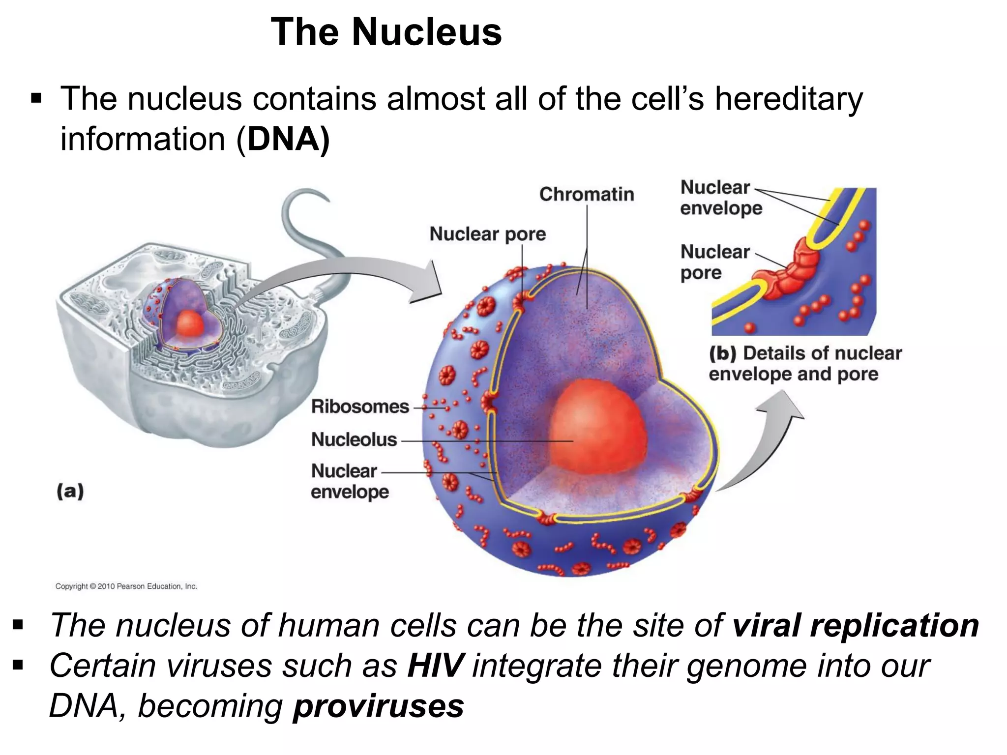 The Nucleus
 The nucleus contains almost all of the cell’s hereditary
information (DNA)
 The nucleus of human cells can be the site of viral replication
 Certain viruses such as HIV integrate their genome into our
DNA, becoming proviruses
 