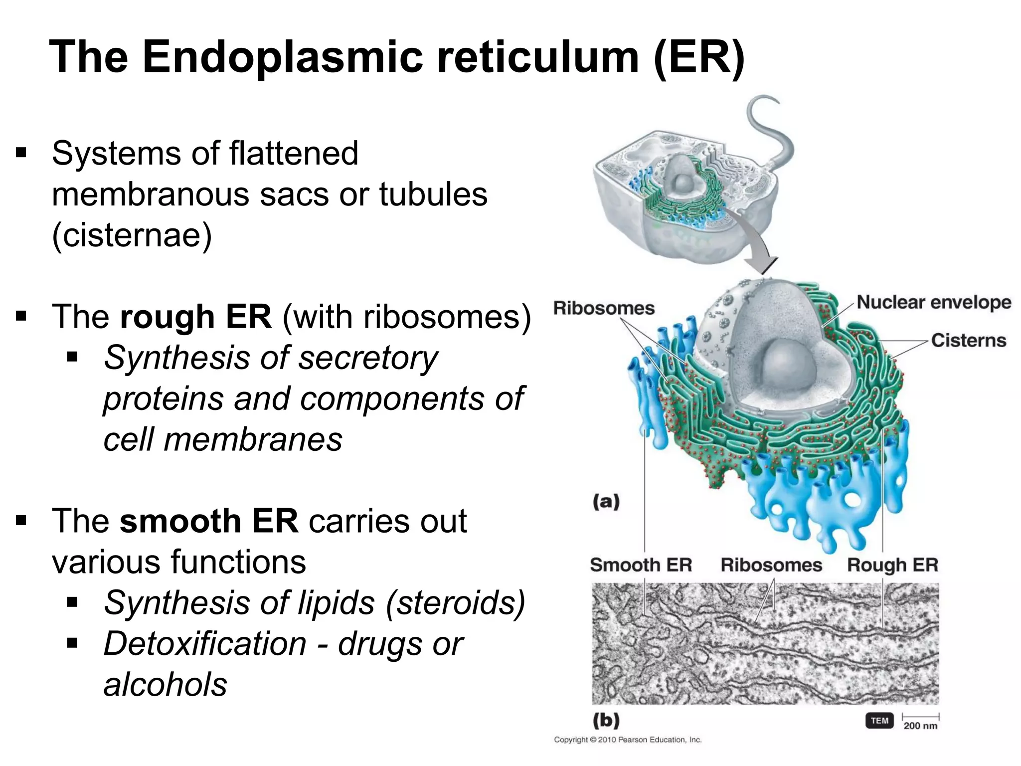 The Endoplasmic reticulum (ER)
 Systems of flattened
membranous sacs or tubules
(cisternae)
 The rough ER (with ribosomes)
 Synthesis of secretory
proteins and components of
cell membranes
 The smooth ER carries out
various functions
 Synthesis of lipids (steroids)
 Detoxification - drugs or
alcohols
 