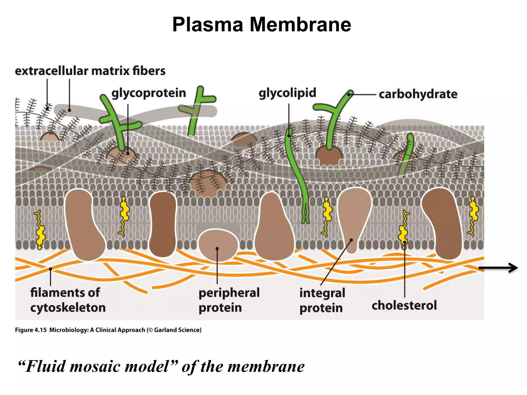 Plasma Membrane
“Fluid mosaic model” of the membrane
 
