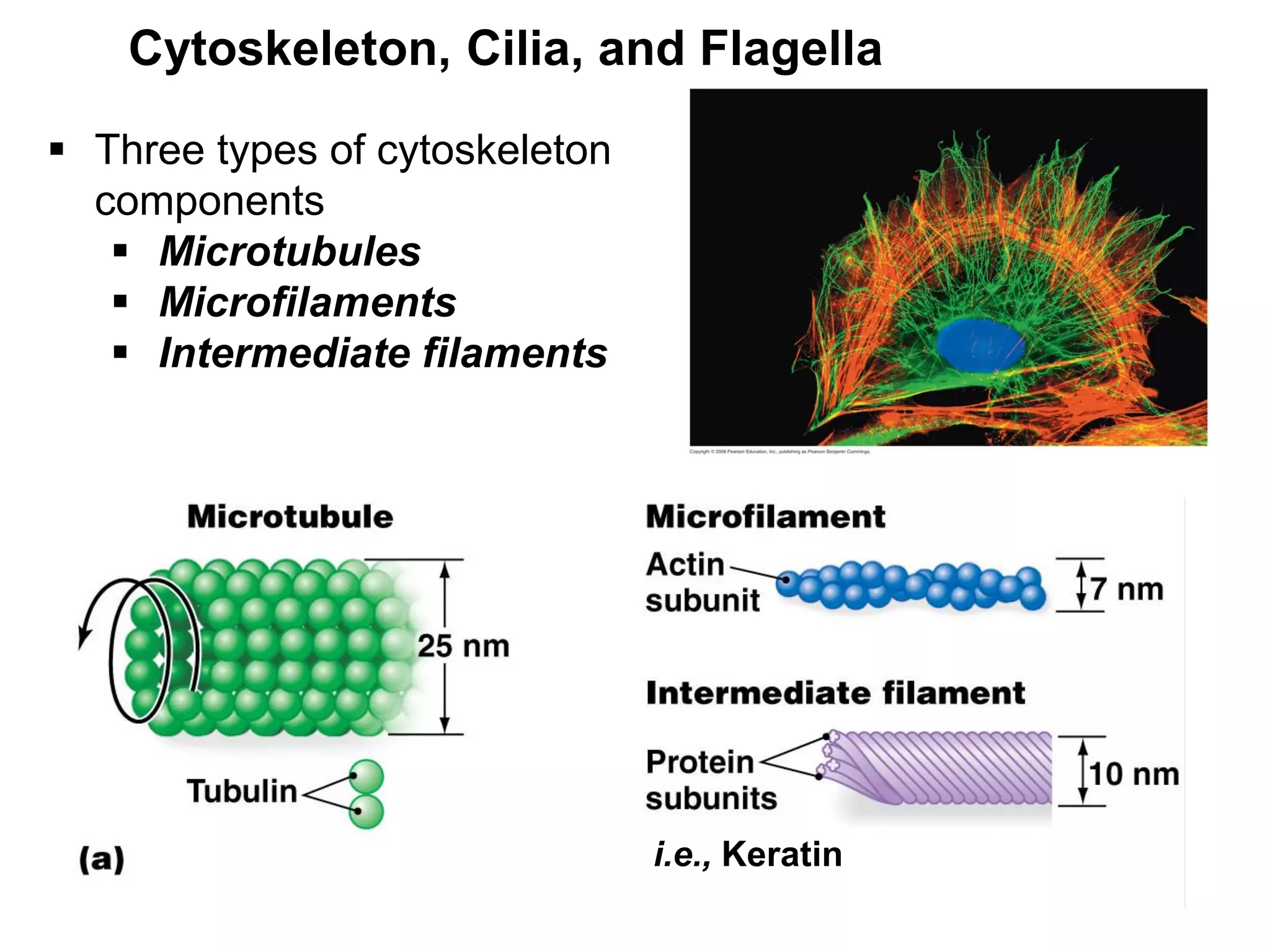  Three types of cytoskeleton
components
 Microtubules
 Microfilaments
 Intermediate filaments
Cytoskeleton, Cilia, and Flagella
i.e., Keratin
 