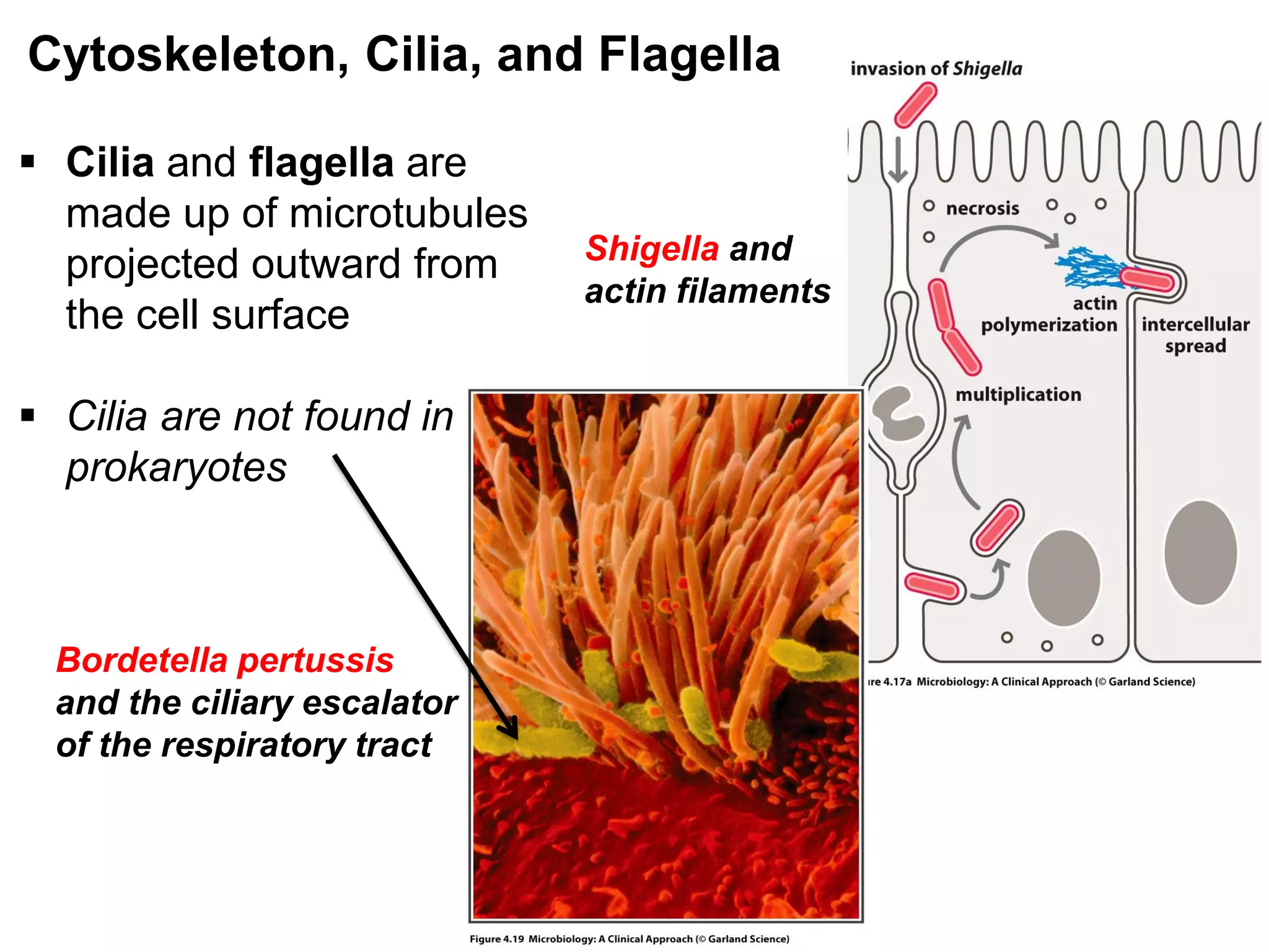 Shigella and
actin filaments
Bordetella pertussis
and the ciliary escalator
of the respiratory tract
 Cilia and flagella are
made up of microtubules
projected outward from
the cell surface
 Cilia are not found in
prokaryotes
Cytoskeleton, Cilia, and Flagella
 