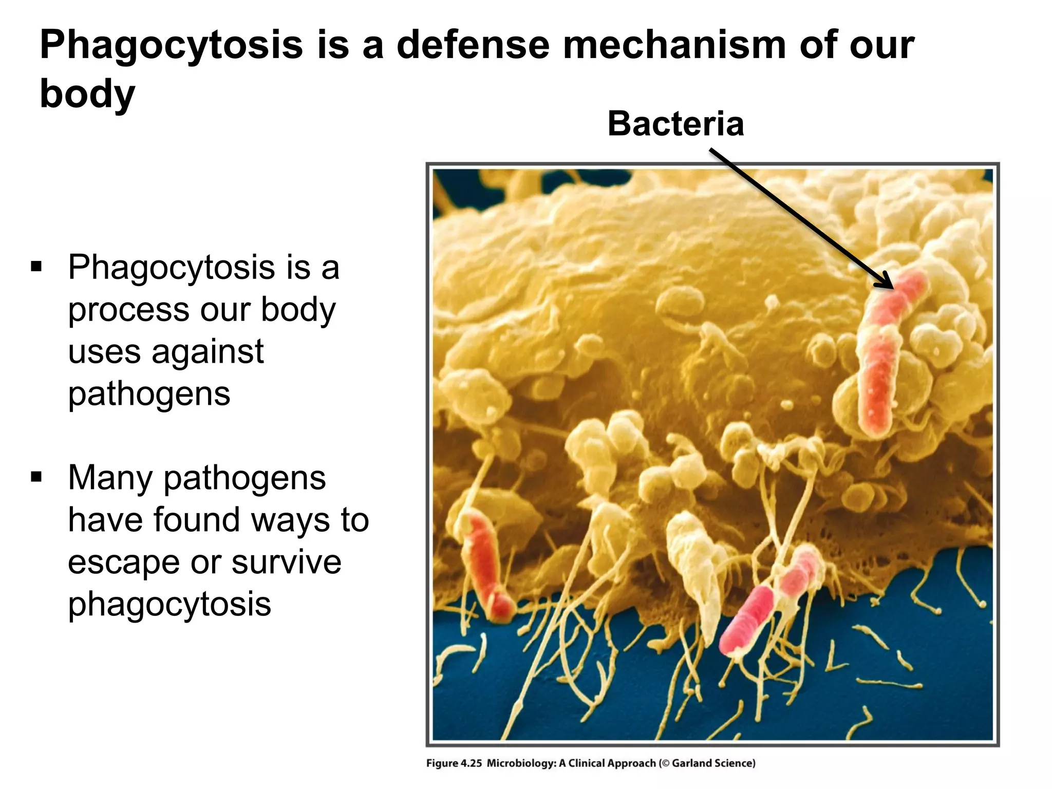 Phagocytosis is a defense mechanism of our
body
 Phagocytosis is a
process our body
uses against
pathogens
 Many pathogens
have found ways to
escape or survive
phagocytosis
Bacteria
 