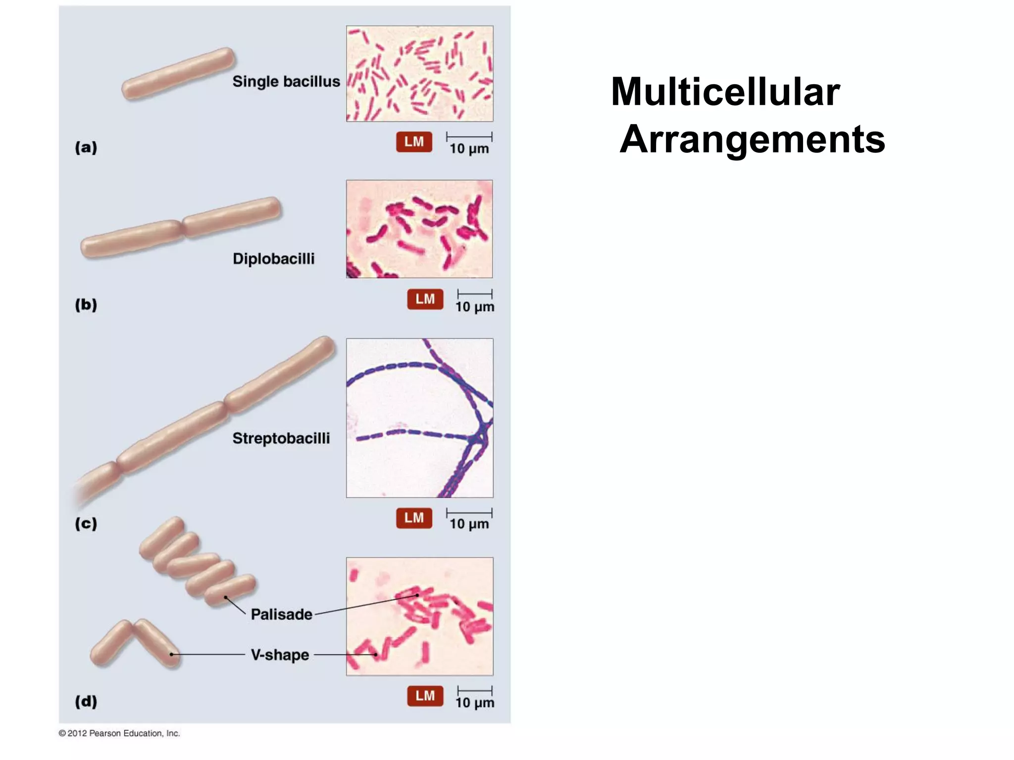Multicellular
Arrangements
 