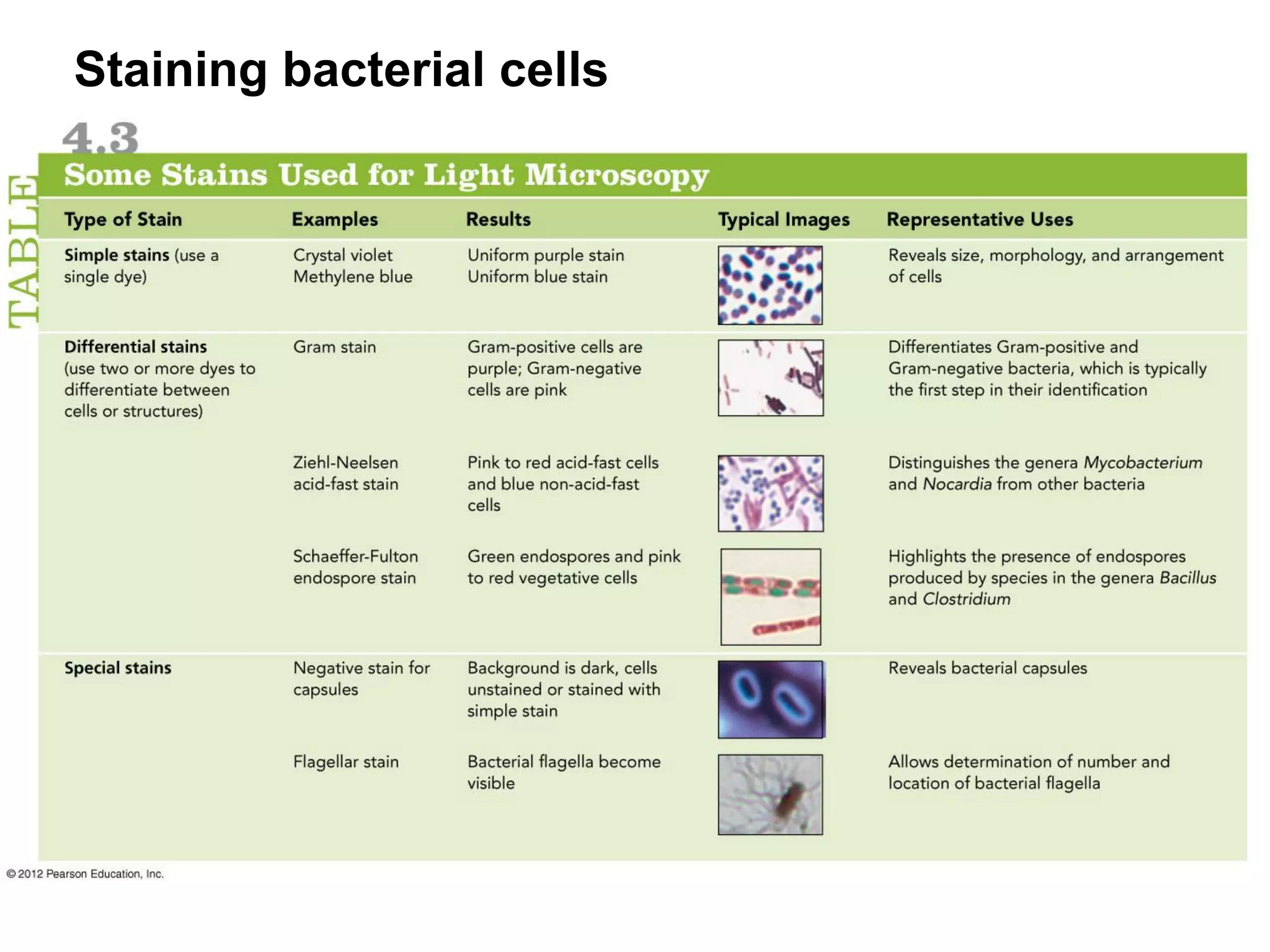 Staining bacterial cells
 