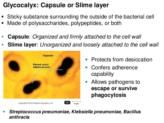 2 bio265 prokaryotes vs eukaryotes_dr di bonaventura