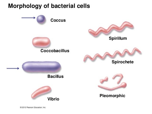 2 bio265 prokaryotes vs eukaryotes_dr di bonaventura