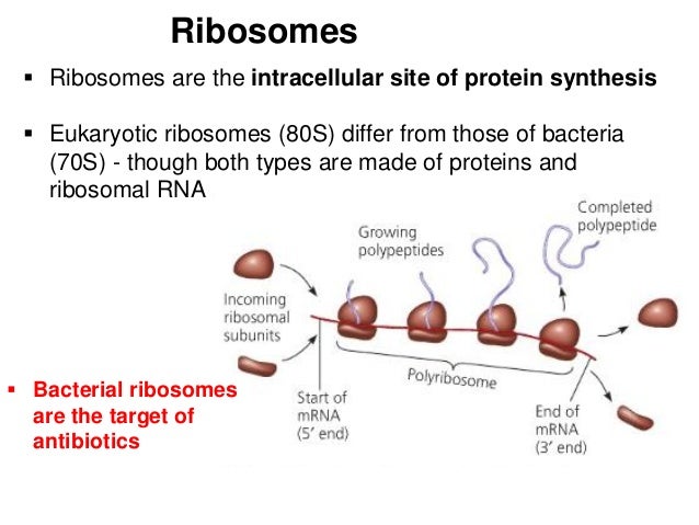 site of protein sythesis Learn about the steps of protein synthesis in this video i'll break down transcription, translation and the key players in the process of making protein. site of protein sythesis Learn about the steps of protein synthesis in this video i'll break down transcription, translation and the key players in the process of making protein.