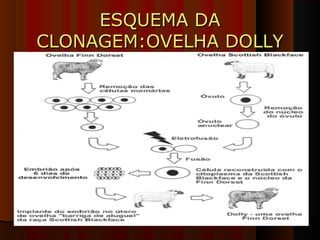 ESQUEMA DAESQUEMA DA
CLONAGEM:OVELHA DOLLYCLONAGEM:OVELHA DOLLY
 