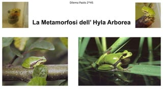 La Metamorfosi dell’ Hyla Arborea
Dilema Paolo 2^HS
 