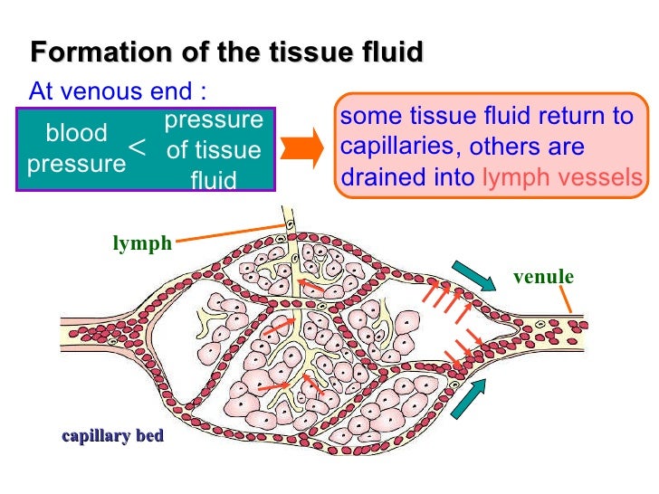 Chapter 8 Transport in Humans Lesson 2 Types of blood vessels