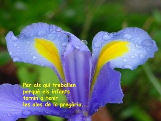 Per als qui treballen
perquè els infants
tornin a tenir
les ales de la pregària...

 