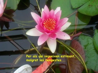 Per als qui segueixen estimant,
malgrat les tempestes...

 