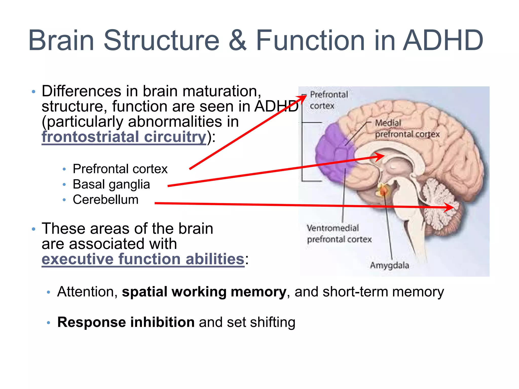 Brain Structure & Function in ADHD
• Differences in brain maturation,
structure, function are seen in ADHD
(particularly abnormalities in
frontostriatal circuitry):
• Prefrontal cortex
• Basal ganglia
• Cerebellum
• These areas of the brain
are associated with
executive function abilities:
• Attention, spatial working memory, and short-term memory
• Response inhibition and set shifting
 
