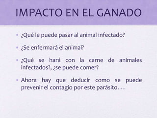 IMPACTO EN EL GANADO
• ¿Qué le puede pasar al animal infectado?
• ¿Se enfermará el animal?
• ¿Qué se hará con la carne de animales
infectados?, ¿se puede comer?
• Ahora hay que deducir como se puede
prevenir el contagio por este parásito. . .
 