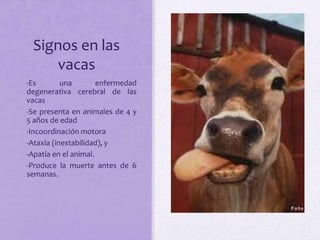 Signos en las
vacas
• -Es una enfermedad
degenerativa cerebral de las
vacas
• -Se presenta en animales de 4 y
5 años de edad
• -Incoordinación motora
• -Ataxia (inestabilidad), y
• -Apatía en el animal.
• -Produce la muerte antes de 6
semanas.
 