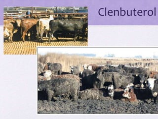 Clenbuterol
 