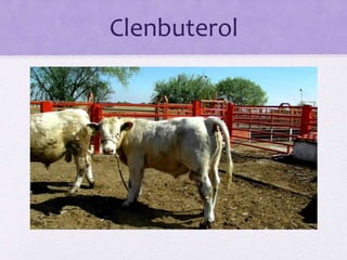 Clenbuterol
 