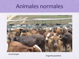 Animales normales
Pelo liso
Engorda paulatina
Corral limpio
 