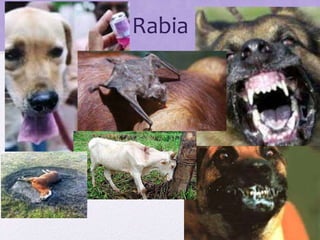 Rabia
 