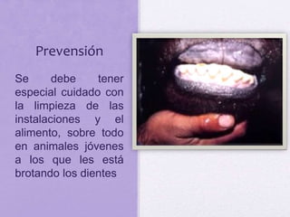 Prevensión
Se debe tener
especial cuidado con
la limpieza de las
instalaciones y el
alimento, sobre todo
en animales jóvenes
a los que les está
brotando los dientes
 