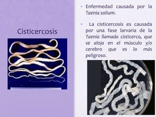 Cisticercosis
• Enfermedad causada por la
Taenia solium.
• La cisticercosis es causada
por una fase larvaria de la
Taenia llamada cisticerco, que
se aloja en el músculo y/o
cerebro que es lo más
peligroso.
 