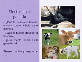 Efectos en el
ganado
- - ¿Qué le pasará al becerro
o vaca con una bola en el
cachete?
- - ¿Qué le puede provocar al
becerro?
- - ¿Qué efecto tendrá en la
ganadería?
- Piensen tantito y respondan
. . .
 