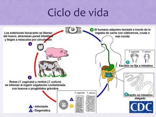 Ciclo de vida
 