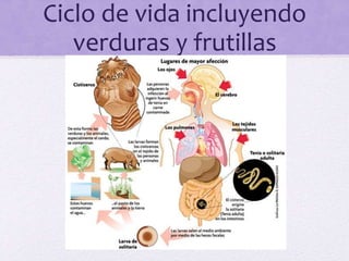 Ciclo de vida incluyendo
verduras y frutillas
 