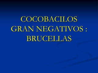 COCOBACILOS
GRAN NEGATIVOS :
BRUCELLAS

 