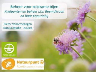 Beheer voor zeldzame bijen
Knelpunten en beheer i.f.v. Beemdkroon
en haar Knautiabij
Pieter Vanormelingen
Natuur.Studie - Aculea
 