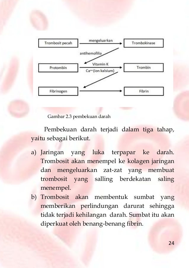 Buku Sistem Sirkulasi Untuk Siswa Smama