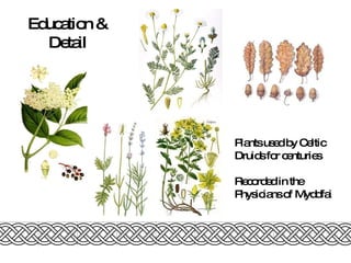 Plants used by Celtic Druids for centuries Recorded in the Physicians of Myddfai Education & Detail 