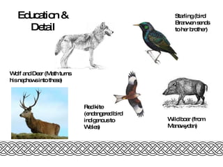 Starling (bird Branwen sends to her brother) Red kite (endangered bird indigenous to Wales) Wild boar (from Manawydan) Wolf and Deer (Math turns his nephews into these) Education & Detail 