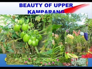 BEAUTY OF UPPER KAMPARANG 