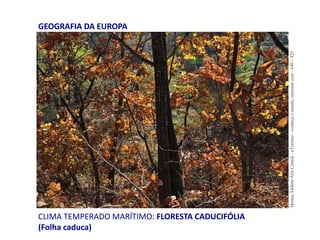 CLIMA TEMPERADO MARÍTIMO: FLORESTA CADUCIFÓLIA
(Folha caduca)
GEOGRAFIA DA EUROPA
MontesSikhote-AlinCentral-nTurismo-conheçaomundo,nturismo.com-640×425
 