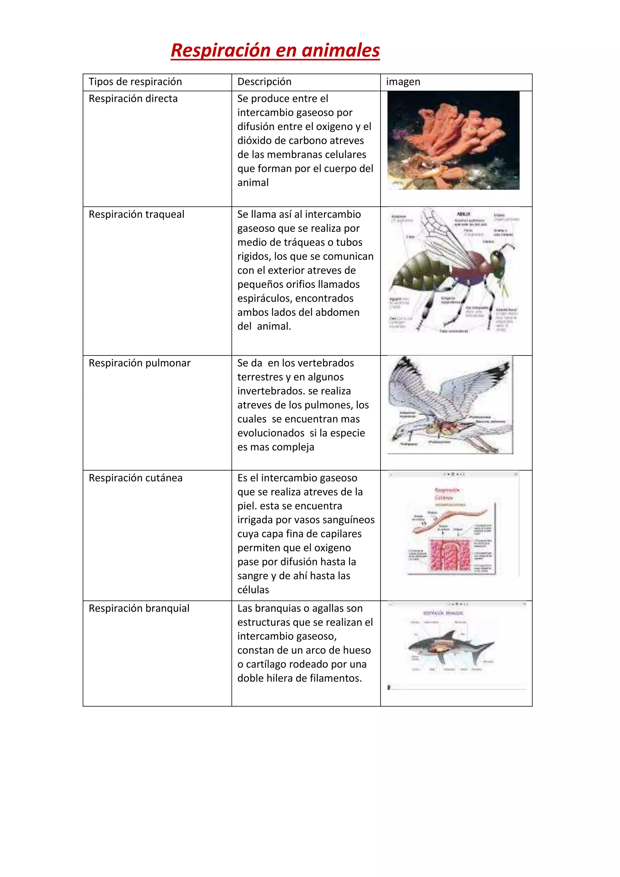 Respiración en animales
Tipos de respiración Descripción imagen
Respiración directa Se produce entre el
intercambio gaseoso por
difusión entre el oxigeno y el
dióxido de carbono atreves
de las membranas celulares
que forman por el cuerpo del
animal
Respiración traqueal Se llama así al intercambio
gaseoso que se realiza por
medio de tráqueas o tubos
rigidos, los que se comunican
con el exterior atreves de
pequeños orifios llamados
espiráculos, encontrados
ambos lados del abdomen
del animal.
Respiración pulmonar Se da en los vertebrados
terrestres y en algunos
invertebrados. se realiza
atreves de los pulmones, los
cuales se encuentran mas
evolucionados si la especie
es mas compleja
Respiración cutánea Es el intercambio gaseoso
que se realiza atreves de la
piel. esta se encuentra
irrigada por vasos sanguíneos
cuya capa fina de capilares
permiten que el oxigeno
pase por difusión hasta la
sangre y de ahí hasta las
células
Respiración branquial Las branquias o agallas son
estructuras que se realizan el
intercambio gaseoso,
constan de un arco de hueso
o cartílago rodeado por una
doble hilera de filamentos.