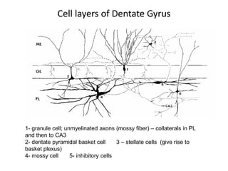 Cell layers of Dentate Gyrus
1- granule cell; unmyelinated axons (mossy fiber) – collaterals in PL
and then to CA3
2- dentate pyramidal basket cell 3 – stellate cells (give rise to
basket plexus)
4- mossy cell 5- inhibitory cells
 