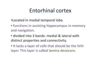 Entorhinal cortex
•Located in medial temporal lobe.
• functions in assisting hippocampus in memory
and navigation.
• divided into 3 bands: medial & lateral with
distinct properties and connectivity.
• It lacks a layer of cells that should be the IVth
layer. This layer is called lamina dessicans.
 