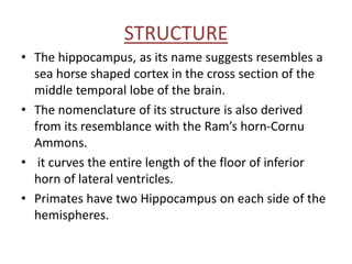 STRUCTURE
• The hippocampus, as its name suggests resembles a
sea horse shaped cortex in the cross section of the
middle temporal lobe of the brain.
• The nomenclature of its structure is also derived
from its resemblance with the Ram’s horn-Cornu
Ammons.
• it curves the entire length of the floor of inferior
horn of lateral ventricles.
• Primates have two Hippocampus on each side of the
hemispheres.
 
